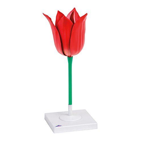 3B Scientific Biologie - Tulpenblüte (Tulipa gesneriana), Modell von 3B Scientific