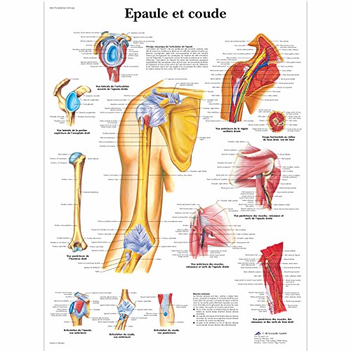 3B Scientific – Board, 1 von 3B Scientific