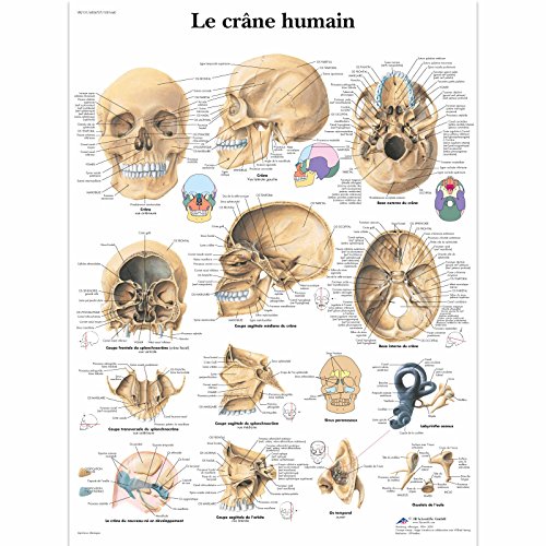 3B Scientific – Board, 1 von 3B Scientific