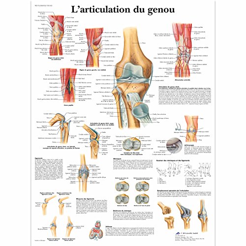 3B Scientific – Board von 3B Scientific