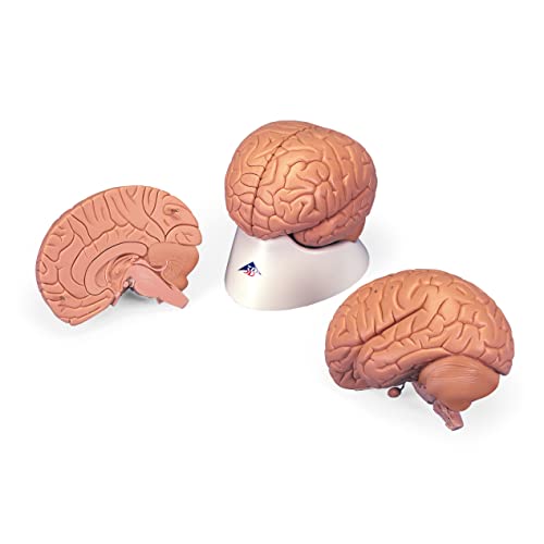 3B Scientific C15/1 Einführungsmodell des Gehirns, 2 Teile + kostenlose Anatomie App - 3B Smart Anatomy von 3B Scientific