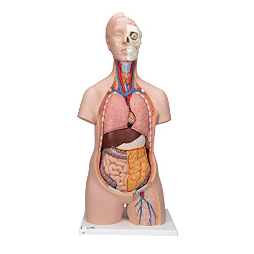 3B Scientific Classic-Torso-Modell, in klassischer Ausführung, geschlechtsneutral, 12-teilig + kostenlose Anatomie App - 3B Smart Anatomy von 3B Scientific