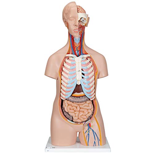 3B Scientific Classic-Torso-Modell, in klassischer Ausführung, geschlechtsneutral, 16-teilig + kostenlose Anatomie App - 3B Smart Anatomy von 3B Scientific