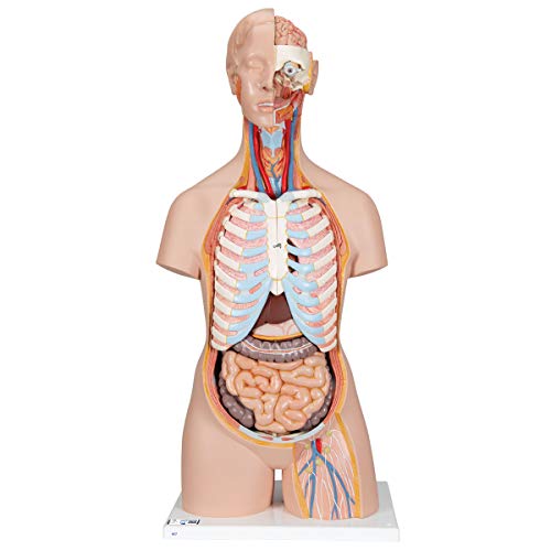 3B Scientific Classic-Torso-Modell, in klassischer Ausführung, geschlechtsneutral, offener Rücken, 21-teilig + kostenlose Anatomie App - 3B Smart Anatomy von 3B Scientific