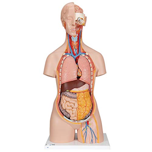 3B Scientific Classic-Torso-Modell, klassische Ausführung, geschlechtsneutral, offener Nacken/Rücken, 18-teilig + kostenlose Anatomie App - 3B Smart Anatomy von 3B Scientific