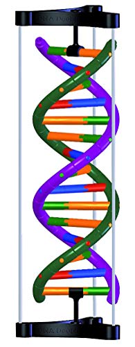 3B Scientific DNA-Doppelhelix-Modell, Studenten-Kit von 3B Scientific