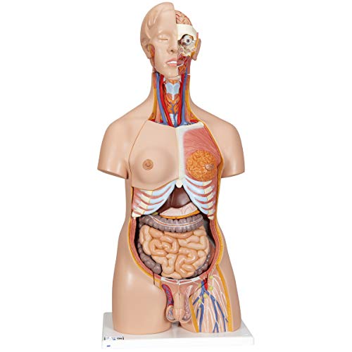 3B Scientific Deluxe-Torso-Modell, in Luxus-Ausführung, zweigeschlechtlich, 24-teilig + kostenlose Anatomie App - 3B Smart Anatomy von 3B Scientific