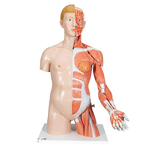 3B Scientific Deluxe-Torso-Modell, in Luxus-Ausführung, zweigeschlechtlich, mit Muskelarm, 33-teilig von 3B Scientific