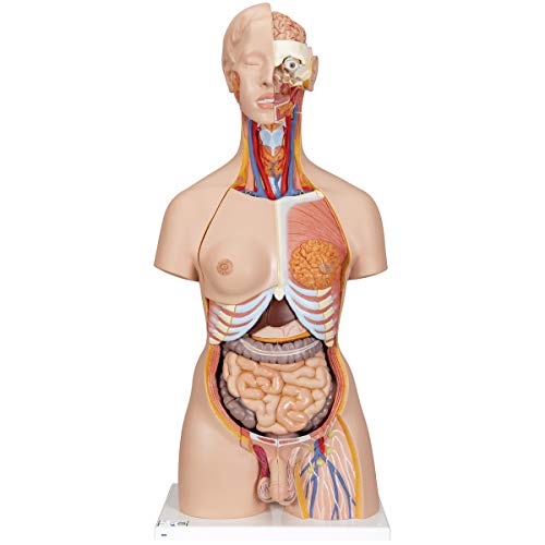 3B Scientific Deluxe-Torso-Modell, in Luxus-Ausführung, zweigeschlechtlich, mit offenem Rücken, 28-teilig + kostenlose Anatomie App - 3B Smart Anatomy 3B Scientific Deluxe-Torso-Modell, in Luxus-Ausführung, zweigeschlechtlich, mit offenem Rücken, 28-teilig + kostenlose Anatomie App - 3B Smart Anatomy von 3B Scientific
