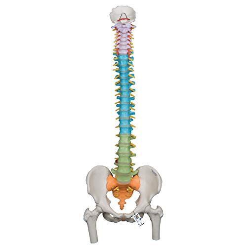 3B Scientific Didactic Flexible Wirbelsäule mit Oberschenkelköpfen + kostenlose Anatomie App - 3B Smart Anatomy A58/9 3B Scientific Didactic Flexible Wirbelsäule mit Oberschenkelköpfen + kostenlose Anatomie App - 3B Smart Anatomy A58/9 von 3B Scientific