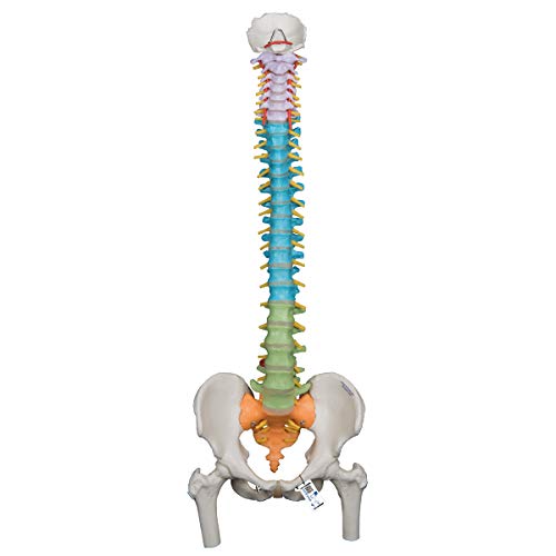 3B Scientific Didactic Flexible Wirbelsäule mit Oberschenkelköpfen + kostenlose Anatomie App - 3B Smart Anatomy A58/9 von 3B Scientific