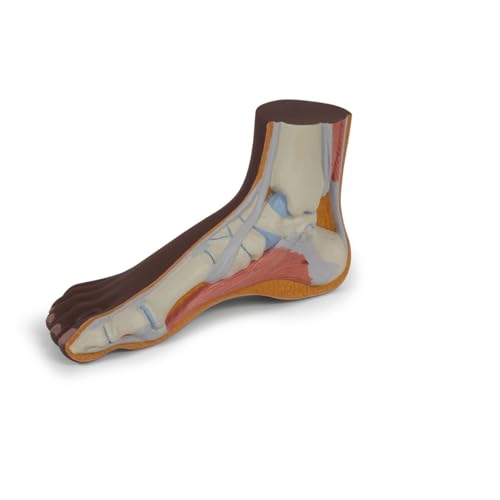 3B Scientific Fußmodell normaler Fuß, dunkle Hautfarbe - 3B Smart Anatomy von 3B Scientific