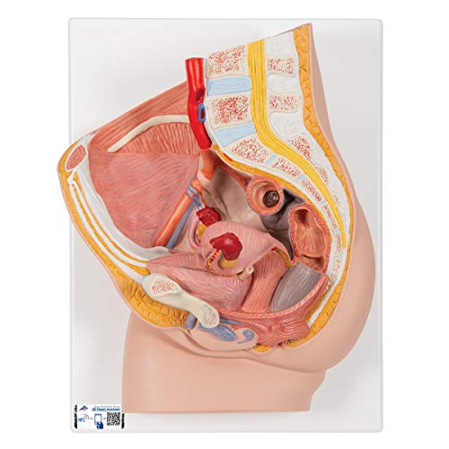 3B Scientific H10 Beckenmodell, weiblich, Median, 2-teilig, inkl. anatomischer Software + kostenlose Anatomie App - 3B Smart Anatomy von 3B Scientific