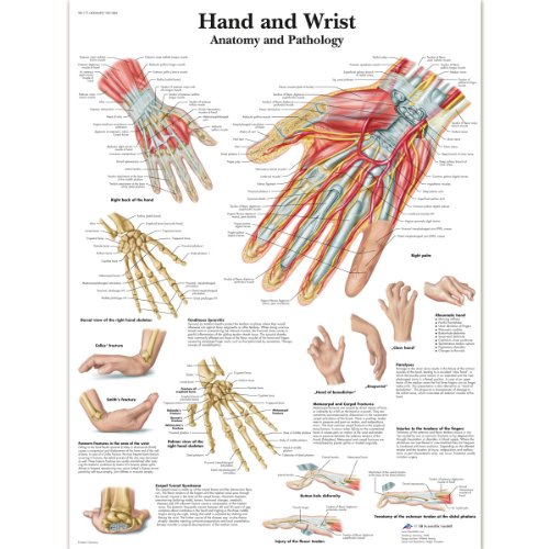 3B Scientific Hand- und Handgelenktafel, laminated, 1 von 3B Scientific