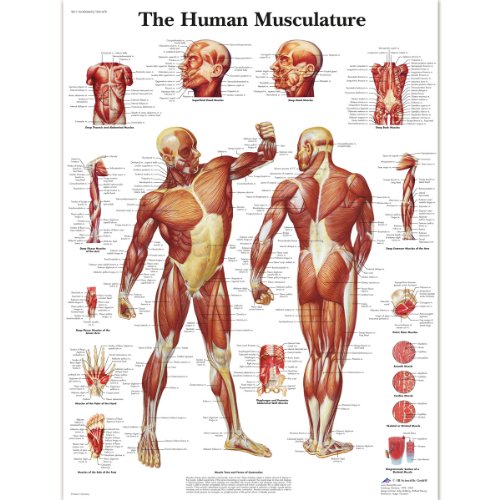 3B Scientific Human Anatomy - Diagramm der menschlichen Muskulatur, laminierte Version von 3B Scientific