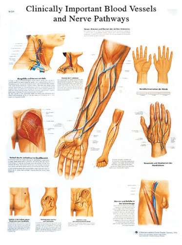 3B Scientific Human Anatomy - Klinisch wichtiges Blutgefäß und Nervenwege-Diagramm, laminierte Version 3B Scientific Human Anatomy - Klinisch wichtiges Blutgefäß und Nervenwege-Diagramm, laminierte Version von 3B Scientific