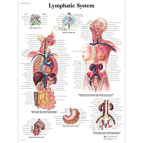 3B Scientific Human Anatomy Lymphsystem Diagramm Papierversion (in englischer Sprache) von 3B Scientific