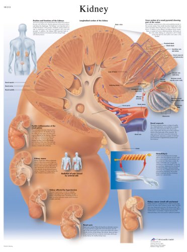 3B Scientific Human Anatomy Nierendiagramm, laminierte Version (Englische Version) von 3B Scientific