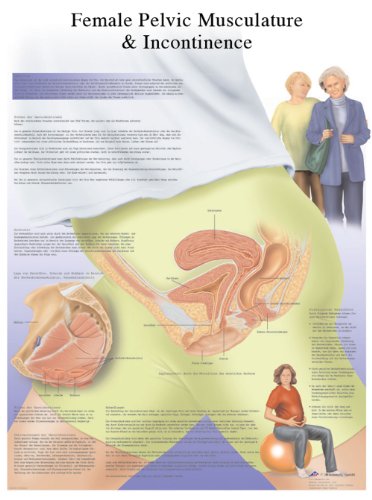 3B Scientific Human Anatomy - Tabelle zur Harninkontinenz bei Frauen, laminierte Version von 3B Scientific