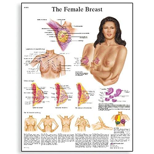 3B Scientific Human Anatomy - The Female Breast Anatomy, Pathology and Self-Examination Chart Paper Version von 3B Scientific