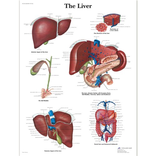 3B Scientific Human Anatomy – The Lever Diagramm, laminierte Version von 3B Scientific