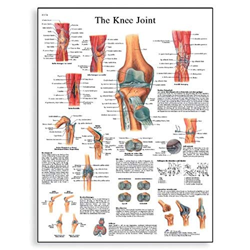 3B Scientific Human Anatomy VR1174UU Poster „Knee Joint“, Papierversion, englische Version von 3B Scientific
