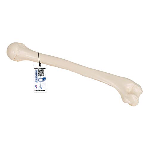 3B Scientific Humerus-Modell A45/1 + kostenlose Anatomie App - 3B Smart Anatomy 3B Scientific Humerus-Modell A45/1 + kostenlose Anatomie App - 3B Smart Anatomy von 3B Scientific