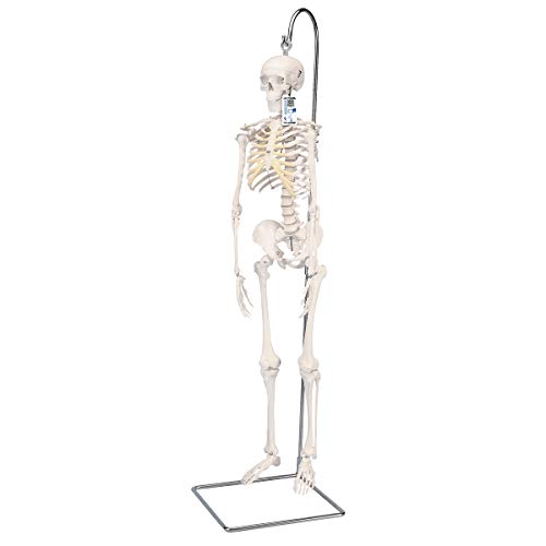 3B Scientific Kleines menschliches Skelett, Modell „Shorty“, auf hängendem Ständer A18/1 + kostenlose Anatomie App - 3B Smart Anatomy 3B Scientific Kleines menschliches Skelett, Modell „Shorty“, auf hängendem Ständer A18/1 + kostenlose Anatomie App - 3B Smart Anatomy von 3B Scientific