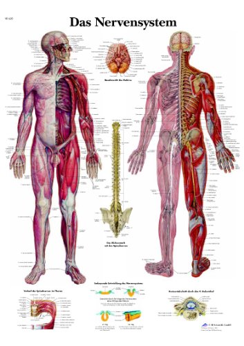 3B Scientific Lehrtafel - Das Nervensystem, VR0620UU von 3B Scientific