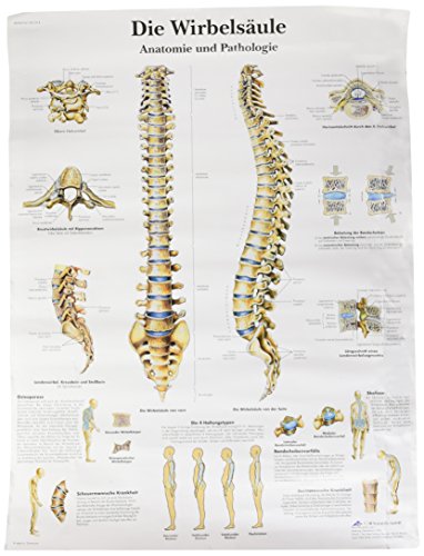 3B Scientific Lehrtafel - Die menschliche Wirbelsäule, VR0152UU von 3B Scientific