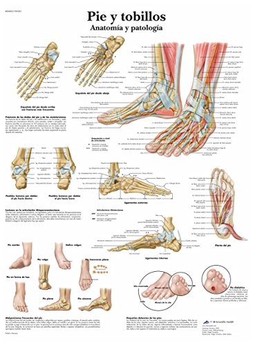 3B Scientific Lehrtafel - Pie y tobillos - Anatomía y patología - Spanisch von 3B Scientific