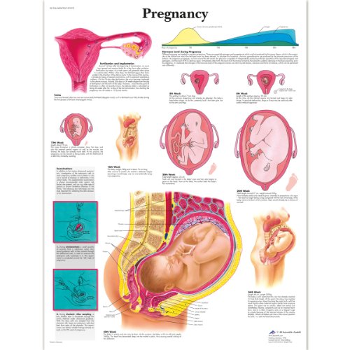 3B Scientific Lehrtafel Schwangerschaft, laminated, 1 von 3B Scientific