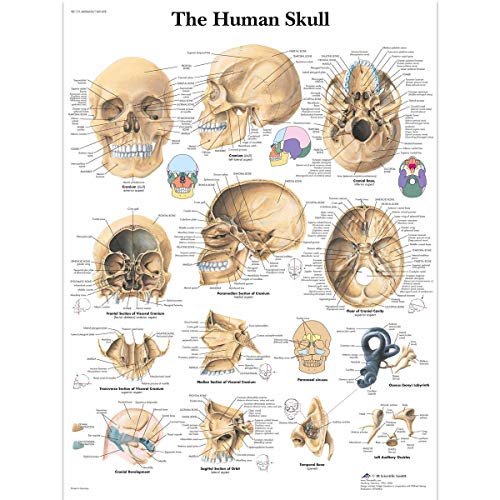 3B Scientific Lehrtafel The Human Skull Der menschliche Schädel, unlaminated von 3B Scientific
