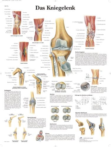 3B Scientific Lehrtafel laminiert - Das Kniegelenk von 3B Scientific