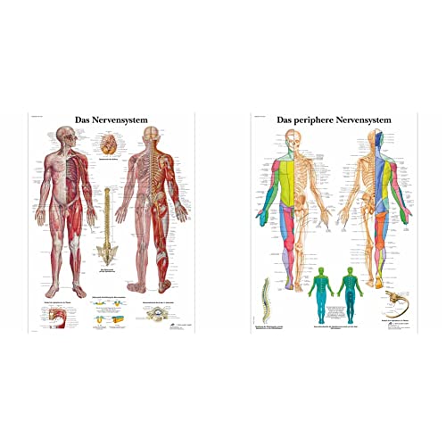 3B Scientific Lehrtafel laminiert - Das Nervensystem & Lehrtafel laminiert - Das periphere Nervensystem von 3B Scientific