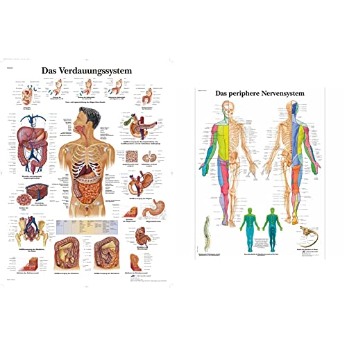 3B Scientific Lehrtafel laminiert - Das Verdauungssystem & Lehrtafel laminiert - Das periphere Nervensystem von 3B Scientific