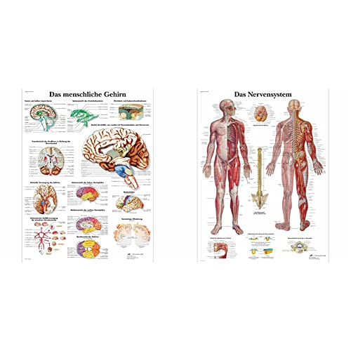 3B Scientific Lehrtafel laminiert - Das menschliche Gehirn & Lehrtafel laminiert - Das Nervensystem von 3B Scientific