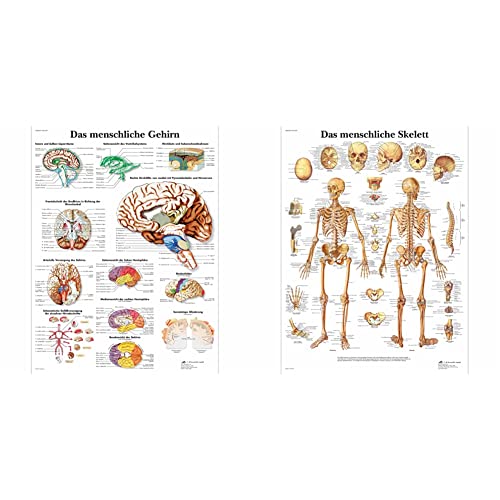 3B Scientific Lehrtafel laminiert - Das menschliche Gehirn & Lehrtafel laminiert - Das menschliche Skelett von 3B Scientific