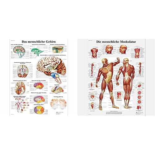 3B Scientific Lehrtafel laminiert - Das menschliche Gehirn & Lehrtafel laminiert - Die menschliche Muskulatur von 3B Scientific