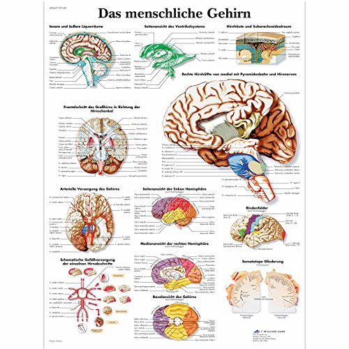 3B Scientific Lehrtafel laminiert - Das menschliche Gehirn von 3B Scientific