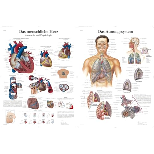 3B Scientific Lehrtafel laminiert - Das menschliche Herz - Anatomie und Pathologie, VR0334L & Lehrtafel - Das Atmungssystem von 3B Scientific