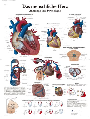 3B Scientific Lehrtafel laminiert - Das menschliche Herz - Anatomie und Pathologie, VR0334L von 3B Scientific