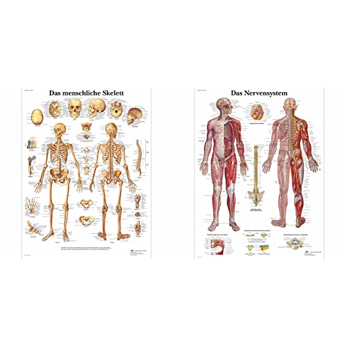 3B Scientific Lehrtafel laminiert - Das menschliche Skelett & Lehrtafel laminiert - Das Nervensystem von 3B Scientific