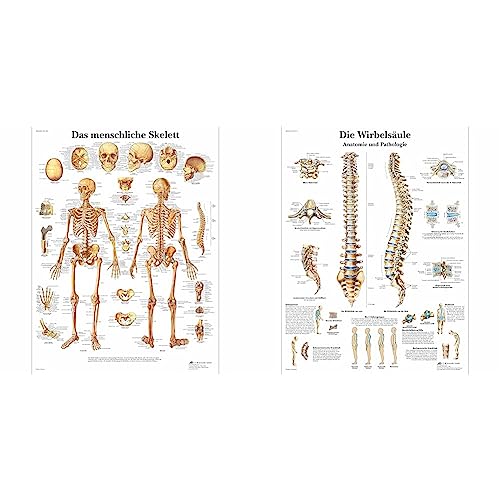 3B Scientific Lehrtafel laminiert - Das menschliche Skelett & Lehrtafel laminiert - Die menschliche Wirbelsäule von 3B Scientific