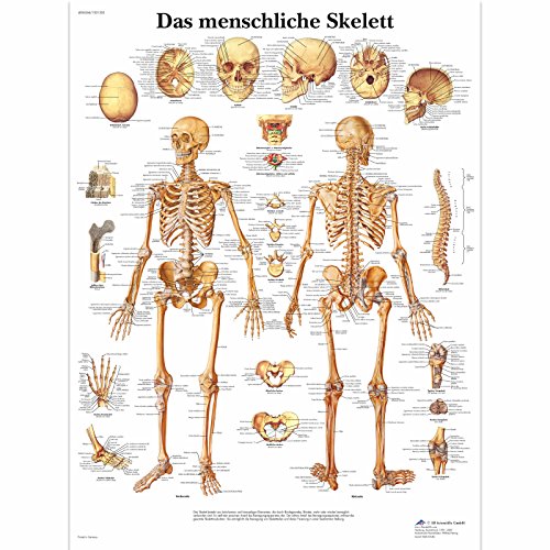 3B Scientific Lehrtafel laminiert - Das menschliche Skelett von 3B Scientific
