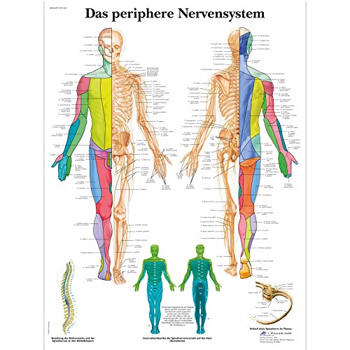 3B Scientific Lehrtafel laminiert - Das periphere Nervensystem 3B Scientific Lehrtafel laminiert - Das periphere Nervensystem von 3B Scientific