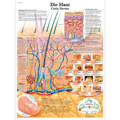 3B Scientific Lehrtafel laminiert - Die Haut, VR0283L von 3B Scientific