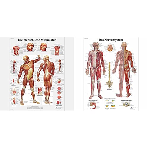 3B Scientific Lehrtafel laminiert - Die menschliche Muskulatur & Lehrtafel laminiert - Das Nervensystem von 3B Scientific