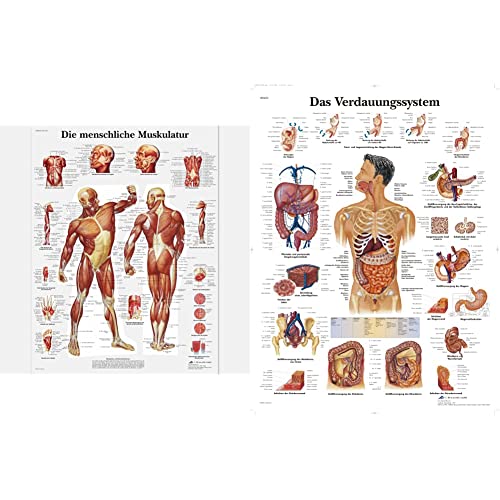 3B Scientific Lehrtafel laminiert - Die menschliche Muskulatur & Lehrtafel laminiert - Das Verdauungssystem von 3B Scientific