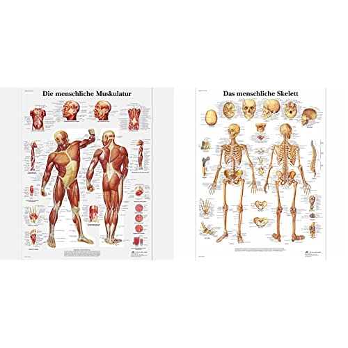 3B Scientific Lehrtafel laminiert - Die menschliche Muskulatur & Lehrtafel laminiert - Das menschliche Skelett von 3B Scientific